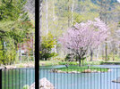 庭園の桜は、先代から受け継いだ歴史とともに毎年、美しい姿を見せてくれています