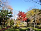 【庭園】赤・黄・橙や常緑…と、木々の表情が楽しい庭園散策