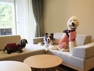 大型犬もOK!愛犬3匹まで一緒に宿泊可能