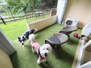 周りを気にせず、ワンちゃんと自由に遊べる特別な空間です