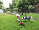周りを気にせず、ワンちゃんと自由に遊べる特別な空間です