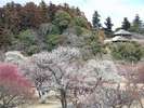 水戸偕楽園