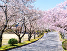 大草城址公園 宿から車で約5分