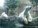 ★人気★旭山動物園