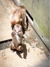 【観光】猿舎中腹駐車場近くにある小さな動物園。餌やり体験もできます。