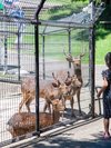 【観光】鹿放牧場/中腹駐車場の近くにある小さな動物園。鹿の角で作ったキーホルダーも販売されています。