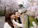 �E���ق���k��1���̏ꏊ�ɂ���u�^�ԃP�r�̍����؁v���炵���������o�}����