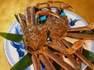 ■石川県産・加能蟹【超美味 地元橋立漁港の橋立蟹】例年11月10日頃〜3月20日頃イメージ