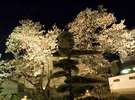 春、庭の夜桜