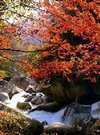 紅葉の昇仙峡