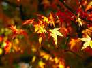 紅葉狩りにいらっしゃいませんか?