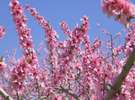 桃の花