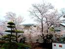 当館自慢の桜