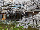 京都市東山区祇園の桜咲く白川筋