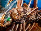 �y�~�E���K�j�z���ْ��c�́u�O��Ђ��̉��v�ł̓V�[�Y��1���t�ȏ���A���I�������t�I���d����܂��I