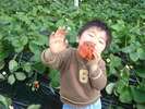 幼児から大人まで楽しくいちご狩りを体験できます♪