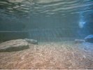 砂が敷き詰められた天然砂湯をお楽しみください