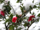 真っ白な雪に、椿の赤色が良く映えます。