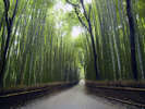 京都　嵐山「竹林の道」すみや亀峰菴から車で約４５分。