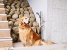 ペットハウス(足洗い場完備)