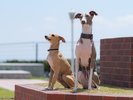 愛犬ものびのび遊べる屋外ドッグランを完備。473uの広さで、ボール遊びもOK!