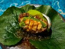 和洋中折衷料理コース(夏) ※お料理一例