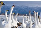 白鳥の渡来地として全国的に有名で、ラムサール条約登録湿地でもある「瓢湖」。