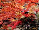 紅葉シーズンの弥彦公園は情緒があってのんびり散策できます。