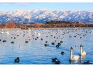 ピーク時には5千羽の白鳥が訪れる瓢湖。えさやり体験もできます。