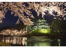 夜桜のライトアップが感動的な高田城址公園。