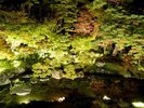 旧齋藤邸別邸は毎年庭園の紅葉がライトアップされます。
