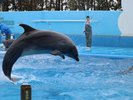 マリンピア日本海のイルカショーは必見です。