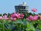 新潟市北区の福島潟。