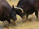 国指定重要無形民俗文化財にも指定された越後山古志「牛の角突き」大会
