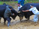 山古志の「牛の角突き」の歴史は古く、1000年前とも言われています。生で見る迫力は圧巻です。