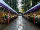 深い緑に囲まれた厳かな雰囲気の弥彦神社。