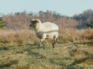 大笹牧場(ホテルから車で30分):動物と一緒に遊べるふれあい施設やアスレチックなどがあります