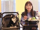 【レストラン】お食事時は、ワンちゃん用バギーでのご入場も可能です(一例)