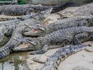 【地獄巡り:鬼山地獄】別名「ワニ地獄」とも呼ばれ、約70頭の飼育されているワニも見ることができる(一例)