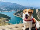 【十文字原展望台】大分No.1の絶景をワンちゃんとお楽しみください(一例)