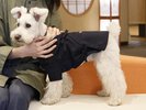 【ワンちゃん用作務衣】パパさん・ママさんの浴衣と合わせやすい紺色をご用意♪(一例)