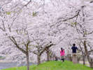 東北の桜はこれから♪