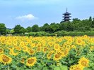 【備中国分寺とひまわり】当館からお車で約5分