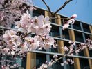 【ポテルとサクラ】梅小路公園の桜が少しづつ先始めました!