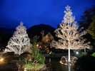 �y���ӊό��z�K���X�̐X���p��