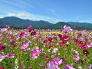 【田光コスモス畑】秋になると色とりどりのコスモスが咲き誇ります。(当館より車で約15分)