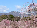【鈴鹿の森庭園】春先には約200本のしだれ梅が咲き誇る(当館より車で約20分)