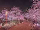 【鈴鹿の森庭園】春先には約200本のしだれ梅が咲き誇る(当館より車で約20分)