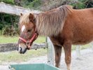 ふれあい動物の森
