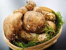 国内産松茸懐石 | ひとつひとつが宝物。国産松茸、秋の極み。(素材イメージ)